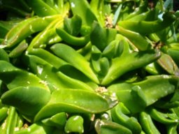 Glottiphyllum neilii