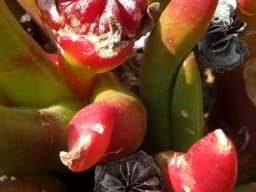 Glottiphyllum regium capsules