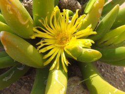 Glottiphyllum regium flower