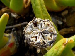 Glottiphyllum regium capsule