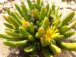 Glottiphyllum regium