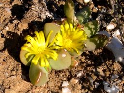 Glottiphyllum suave flowers