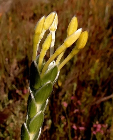 Gnidia anomala