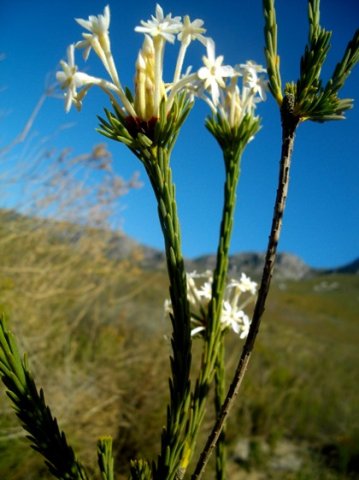 Gnidia pinifolia leaves against the stems
