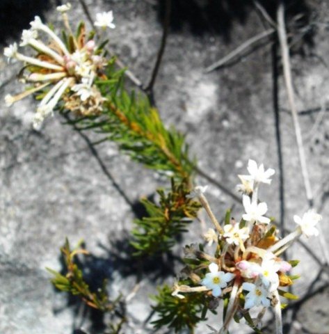 Gnidia pinifolia