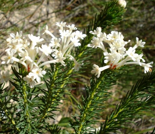 Gnidia pinifolia leaves