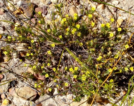 Gnidia simplex 