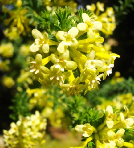 Gnidia squarrosa