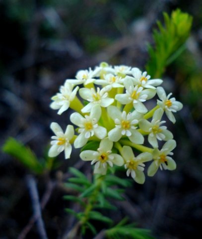 Gnidia squarrosa flowerhead