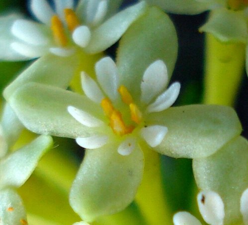 Gnidia squarrosa flower