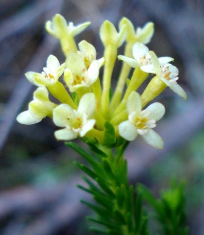 Gnidia squarrosa leaves