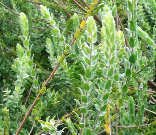 Gnidia tenella