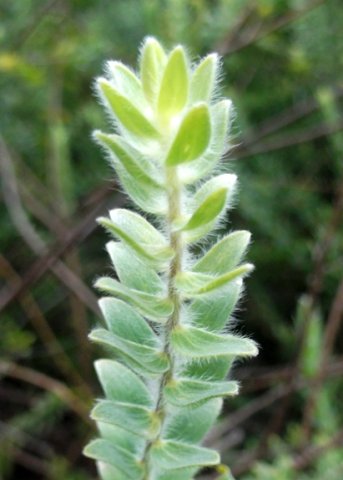 Gnidia tenella stem-tip leaves