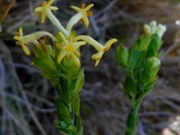 Gnidia oppositifolia flowers