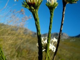Gnidia pinifolia leaves against the stems