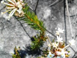 Gnidia pinifolia
