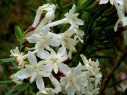 Gnidia pinifolia flower details
