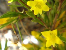 Gnidia simplex leaves