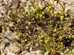 Gnidia simplex 