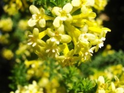 Gnidia squarrosa