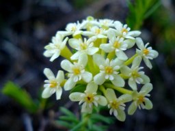 Gnidia squarrosa flowerhead