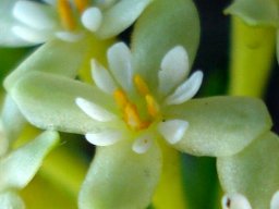 Gnidia squarrosa flower