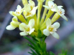 Gnidia squarrosa leaves