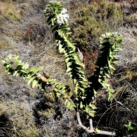 Gomphocarpus cancellatus