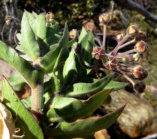 Gomphocarpus