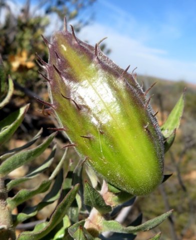 Gomphocarpus cancellatus green fruit