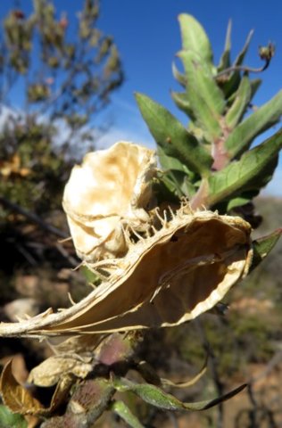 Gomphocarpus cancellatus inside the husk