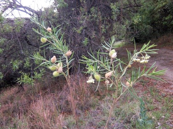 Gomphocarpus fruticosus upper branches