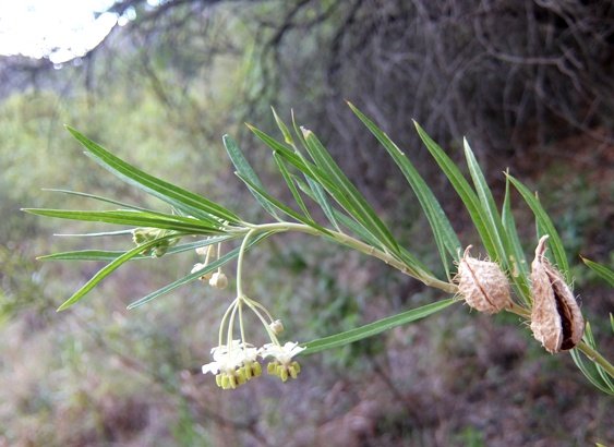 Gomphocarpus fruticosus being industrious