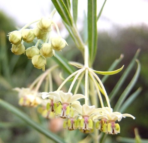 Gomphocarpus fruticosus buds and flowers
