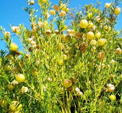 Gomphocarpus physocarpus showing balloon fruits