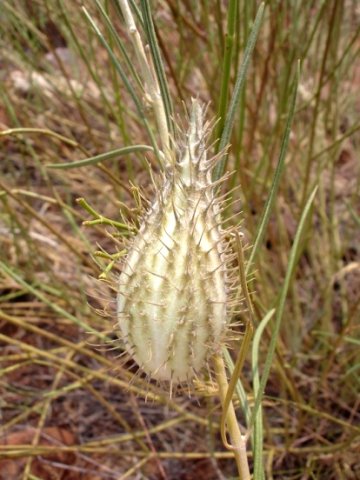 Gomphocarpus tomentosus