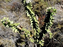 Gomphocarpus cancellatus
