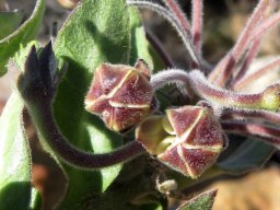 Gomphocarpus cancellatus buds near opening