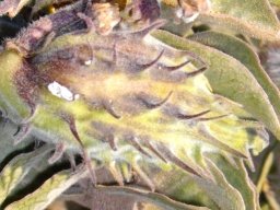 Gomphocarpus cancellatus fruit