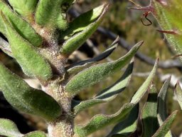 Gomphocarpus cancellatus leaves