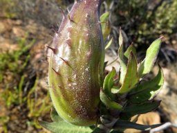 Gomphocarpus cancellatus curved fruit tip