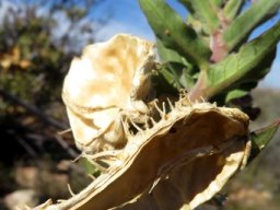 Gomphocarpus cancellatus inside the husk