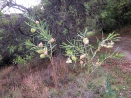 Gomphocarpus fruticosus upper branches