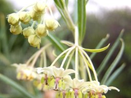 Gomphocarpus fruticosus buds and flowers