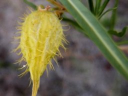 Gomphocarpus fruticosus follicle