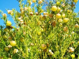 Gomphocarpus physocarpus showing balloon fruits