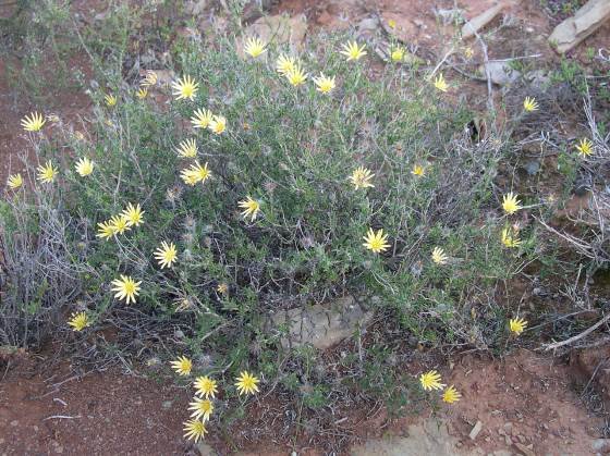 Gorteria alienata
