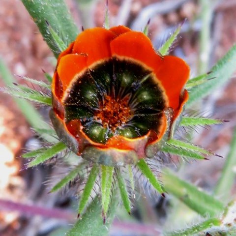 Gorteria diffusa subsp. calendulacea flowerhead