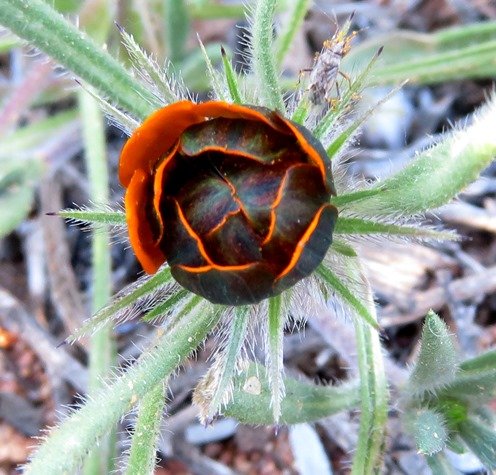 Gorteria diffusa subsp. calendulacea dark but intentions clear