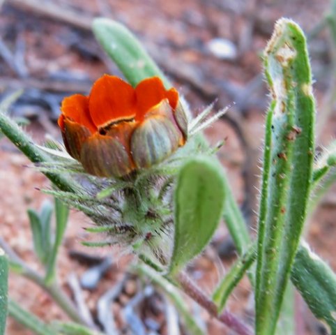 Gorteria diffusa subsp. calendulacea